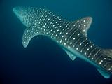 Djibouti - Whale Shark - 14